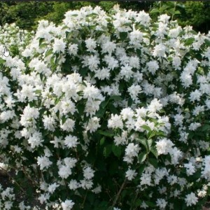 Саженец чубушника (жасмина садового) Комсомолец