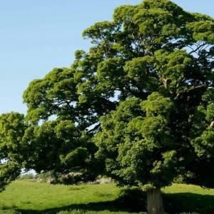 Саженец дуба Каштанолистного от 150 см