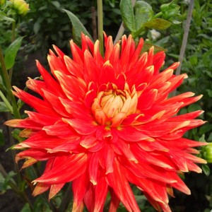 Клубень георгина Вулкан (Vulcan)