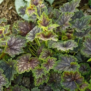 Саженец гейхеры зеленолистной Марвелос Марбл (Marvelous Marble)