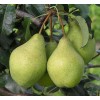 Груша Орловская летняя