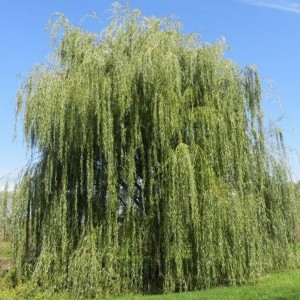 Саженец ивы плакучей Памяти Миндовского