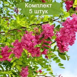 Саженцы акации розовой (Робинии) Новомексиканской (Neo-mexicana) -  комплект 5 шт.