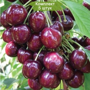 Саженцы черешни колоновидной Сэм -  комплект 5 шт.