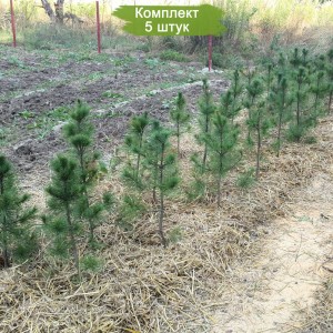 Саженцы кедра Сибирского 20-40 см -  комплект 5 шт.