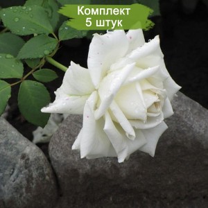 Саженцы чайно-гибридной розы Маунт Шаста (Mount Shasta) -  комплект 5 шт.