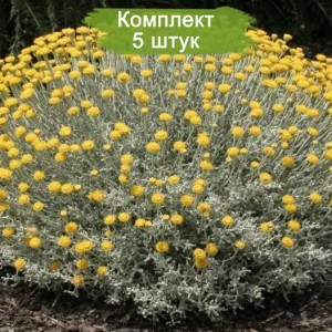 Саженцы сантолины Санта -  комплект 5 шт.