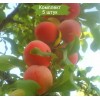 Саженцы средней красной сливы Персиковая -  комплект 5 шт.