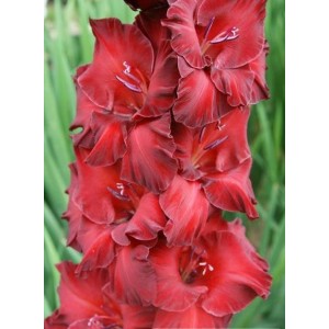 Луковица гладиолуса Рубиновый Браслет