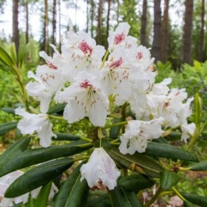 Саженец рододендрона Тигерштэт (Tigerstedt) (белый )