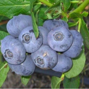 Саженец голубики Река (Reka)