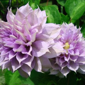 Саженец клематиса Бель оф Вокинг (Belle of Woking)