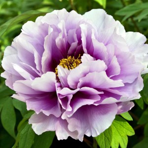 Саженец пиона древовидного Excel Hemp Scarf Purple