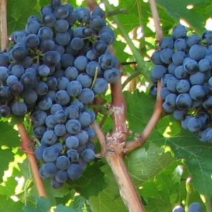 Виноград Бордо