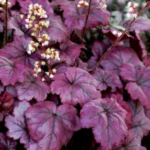 Саженец Гейхеры Плюм Роял