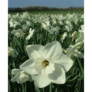 Луковица нарцисса Стейнлесс (Stainless) белый