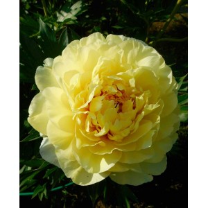 Саженец пиона Bartzella (Бартзелла )