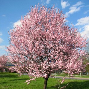 Саженец писсарди (декоративной сливы) Темно-пурпурной